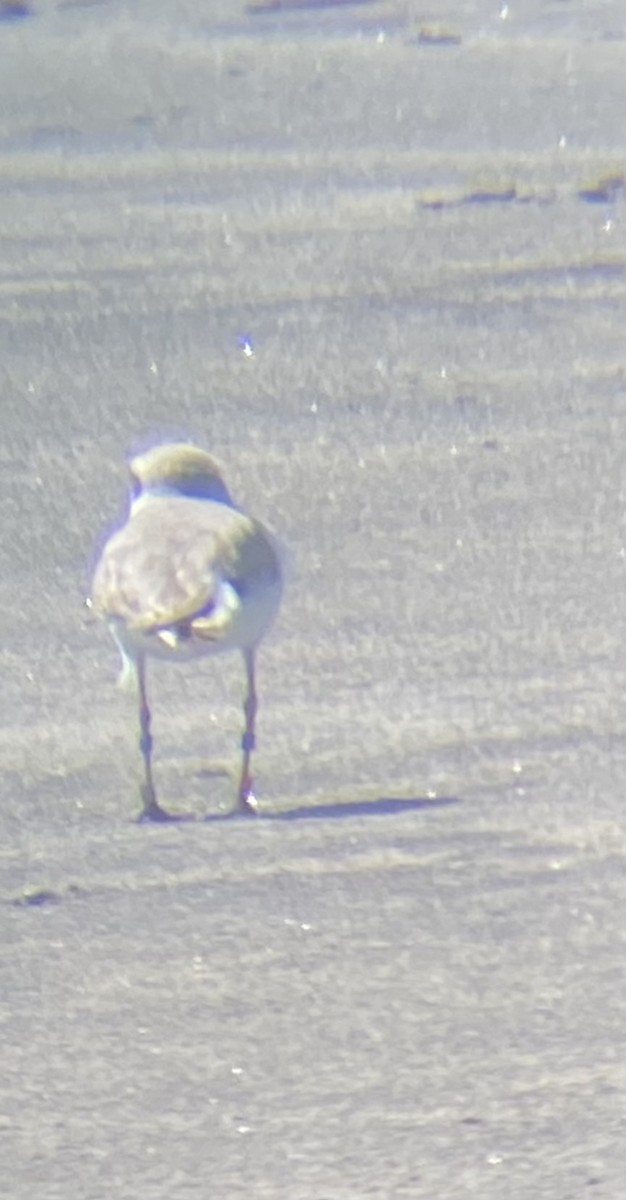 Snowy Plover - ML569017761