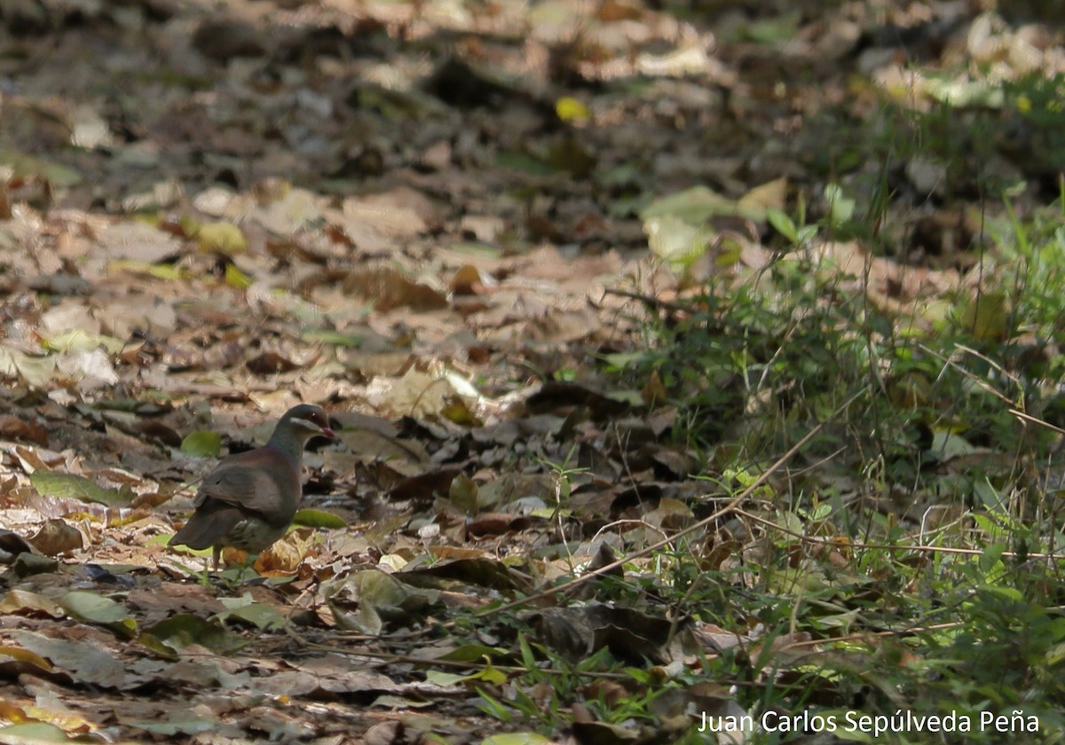 Key West Quail-Dove - Juan Carlos Sepúlveda-Peña