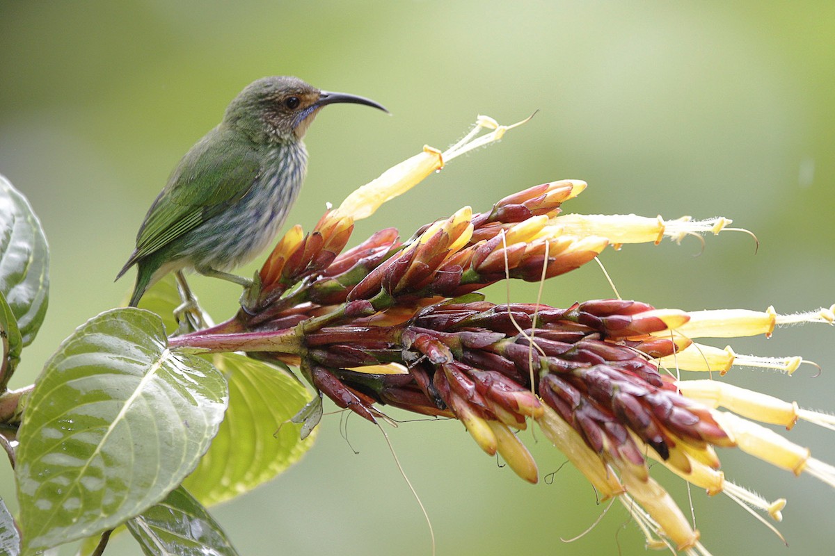 Purple Honeycreeper - ML56901991