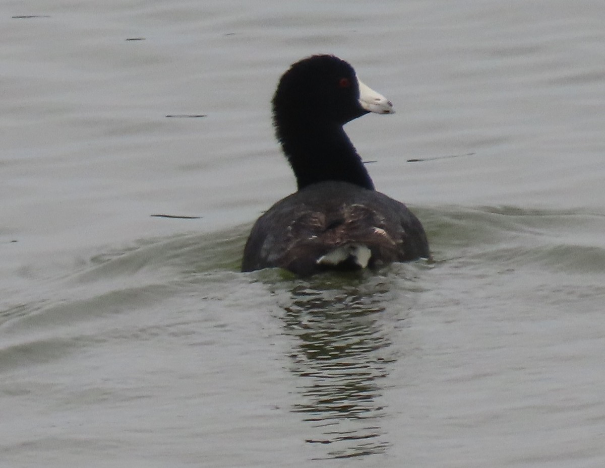 American Coot - Bill Wright_cc