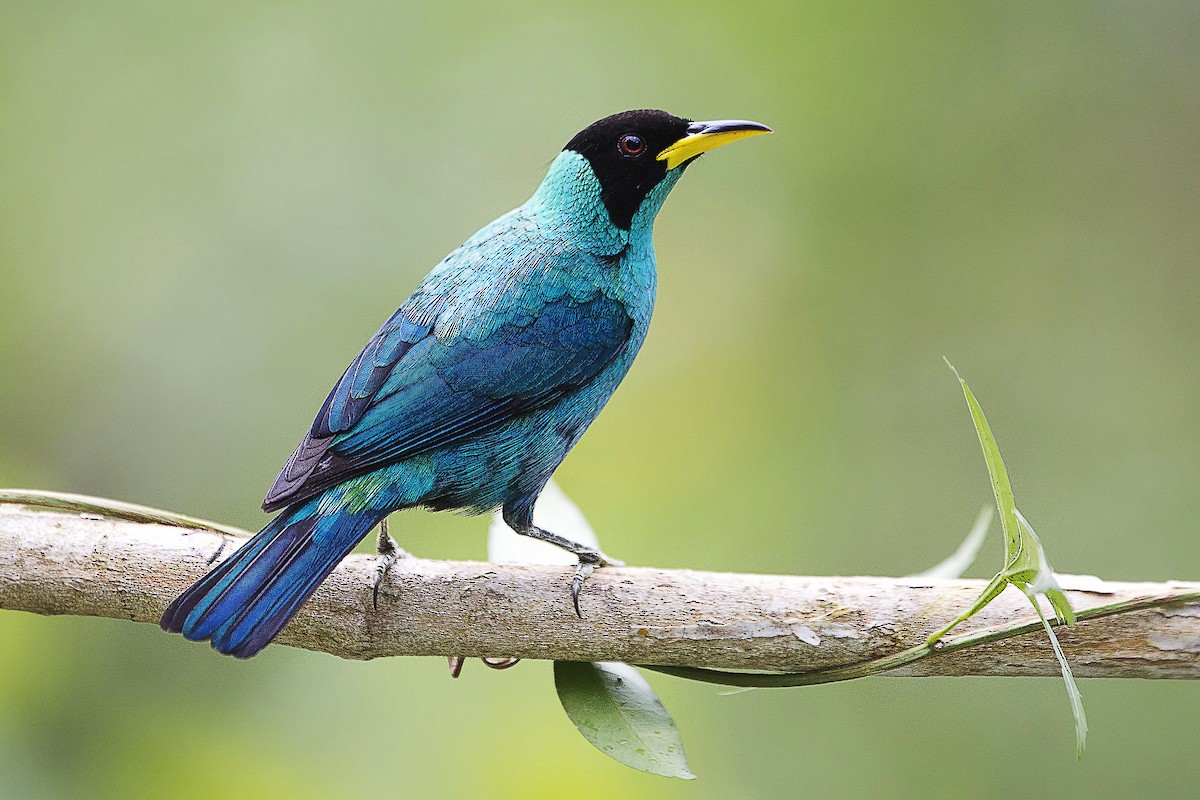 Green Honeycreeper - ML56902031