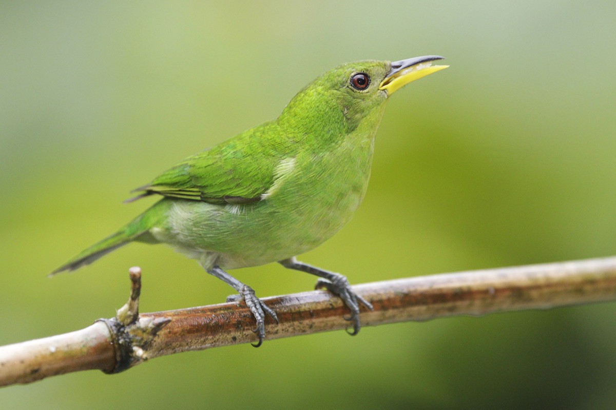 Green Honeycreeper - Peter Hawrylyshyn