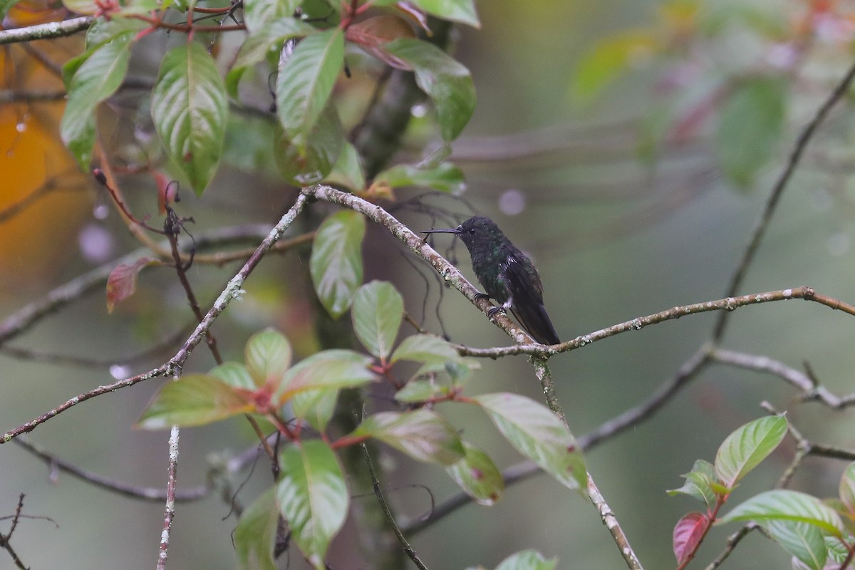 Steely-vented Hummingbird - ML569021121