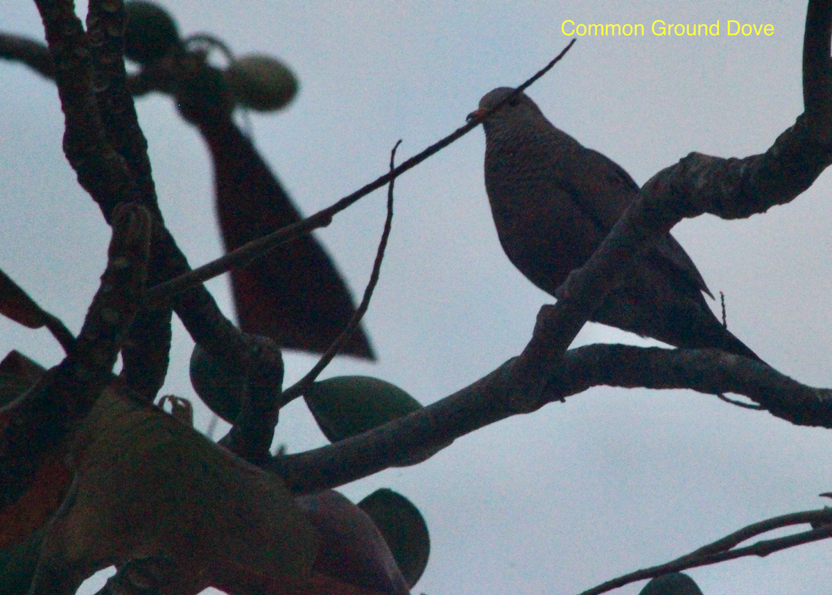 Common Ground Dove - ML569021211