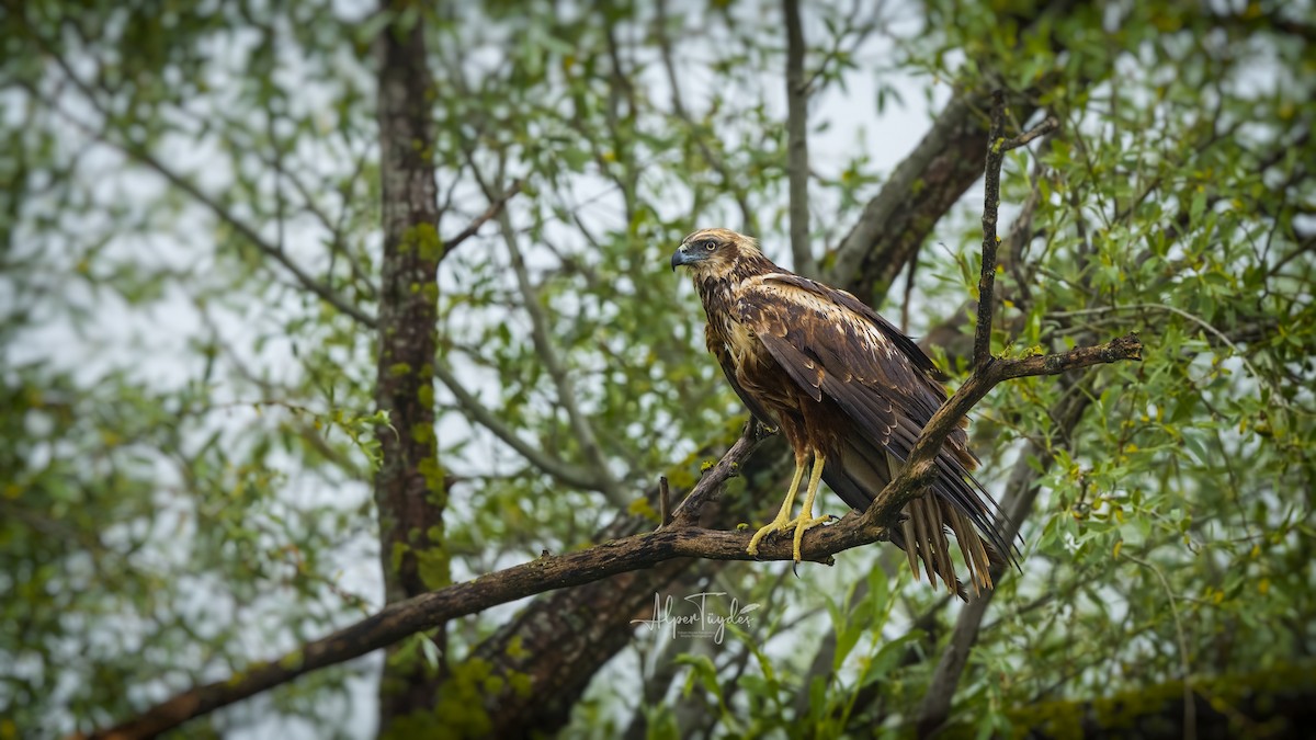 Western Marsh Harrier - ML569022551