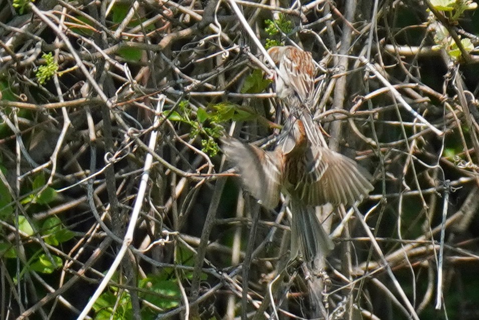 Field Sparrow - ML569022881