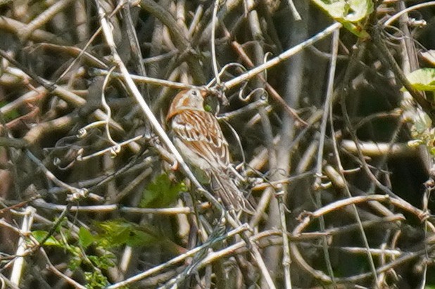 Field Sparrow - ML569023091