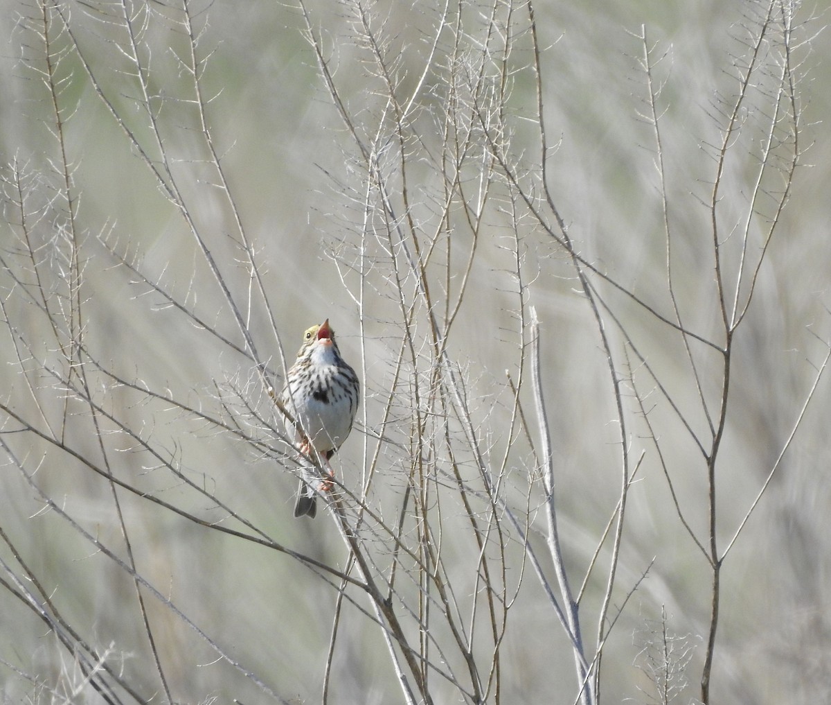Savannah Sparrow - ML569023461