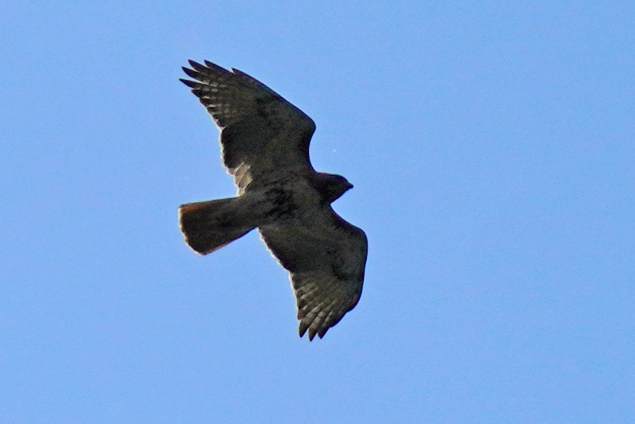 Red-tailed Hawk - ML569024431
