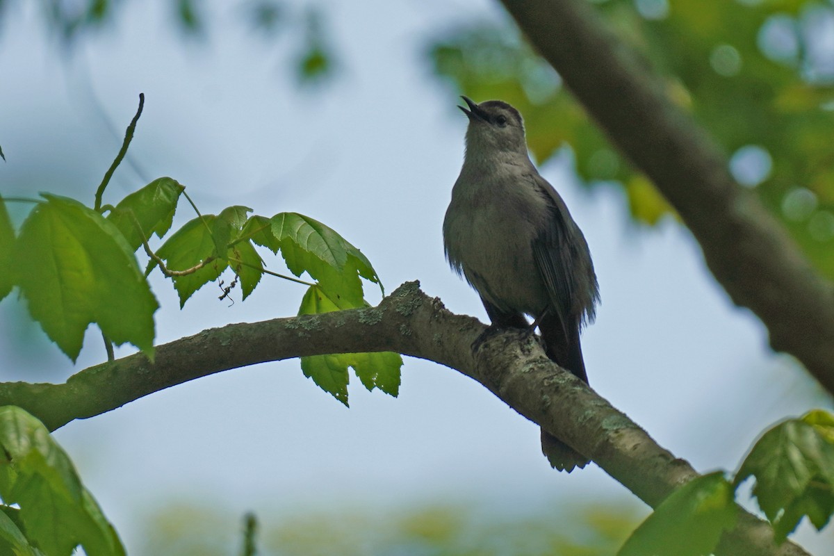 Gray Catbird - ML569024801