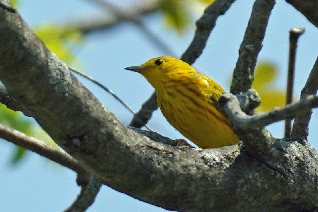 Yellow Warbler - ML569025171