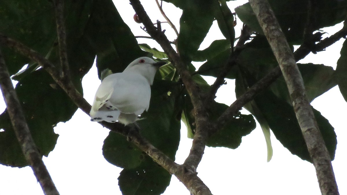 Black-tipped Cotinga - Tim Forrester