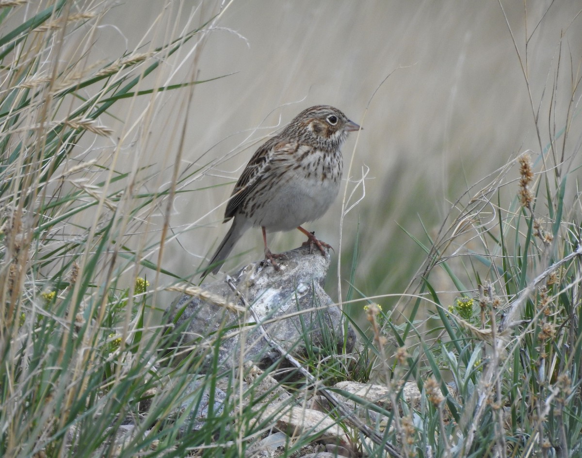 Vesper Sparrow - ML569025401