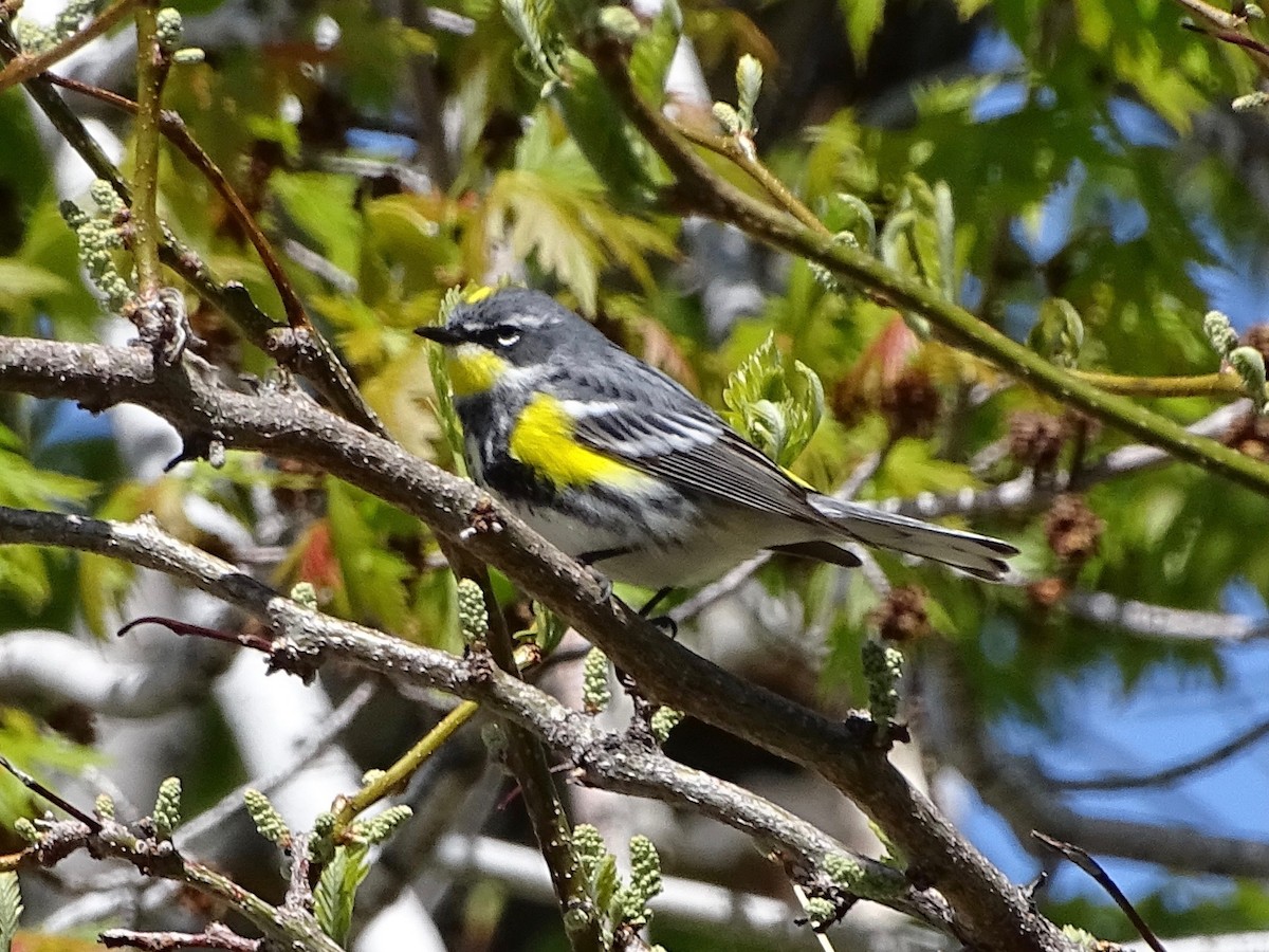 Paruline à croupion jaune (coronata x auduboni) - ML569025561