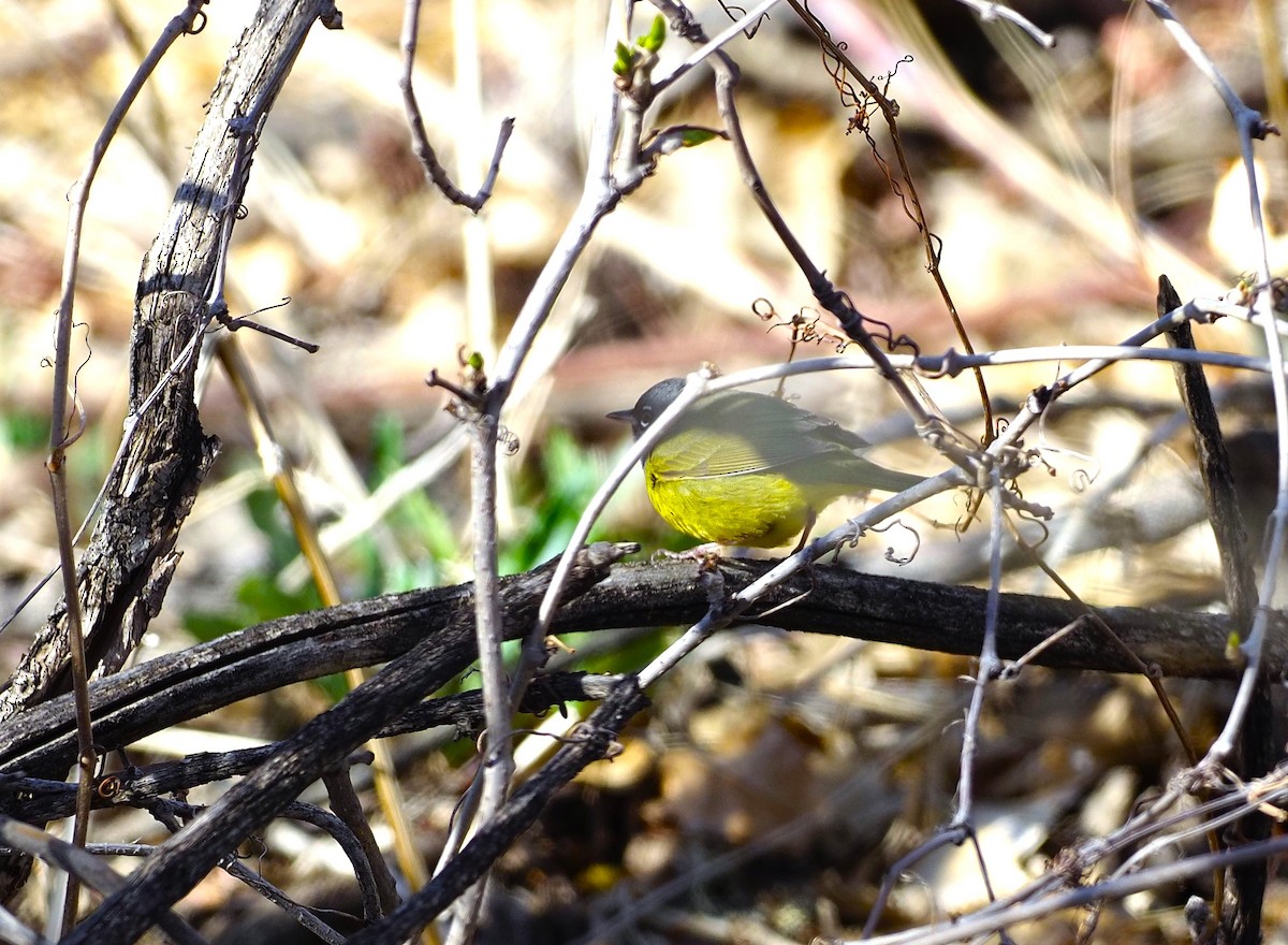 kjerrparula - ML569025821