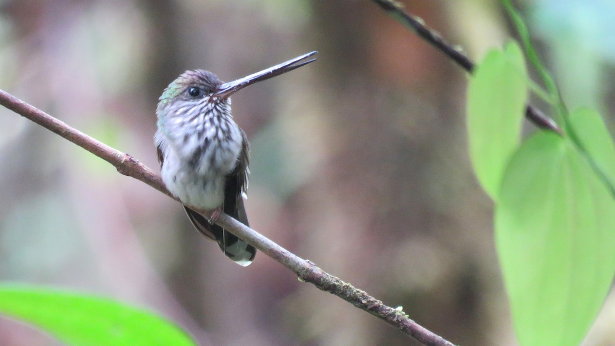 Tooth-billed Hummingbird - Tim Forrester