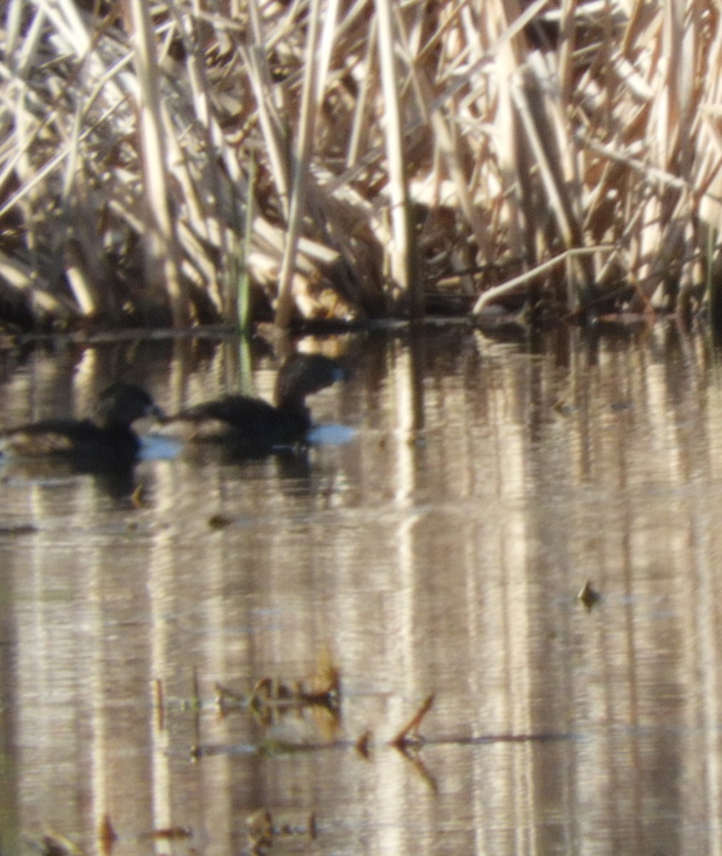 Pied-billed Grebe - ML569027021