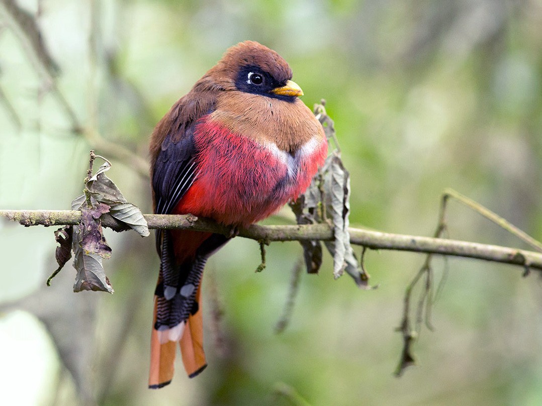 Female