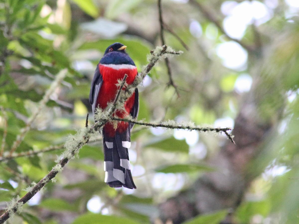Male
