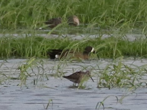 Blue-winged Teal - ML569028341