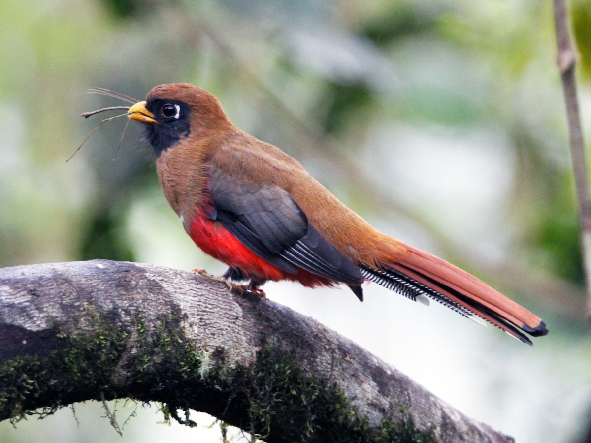 Female