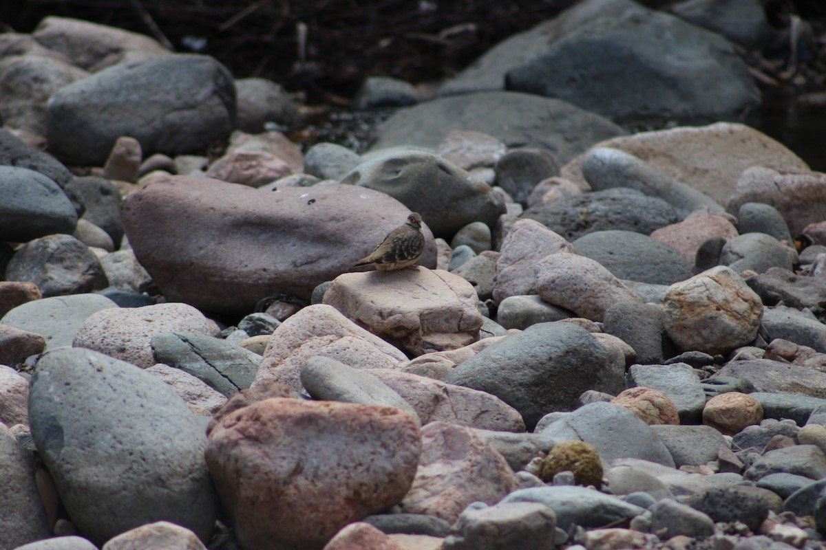 Bare-faced Ground Dove - ML569028521