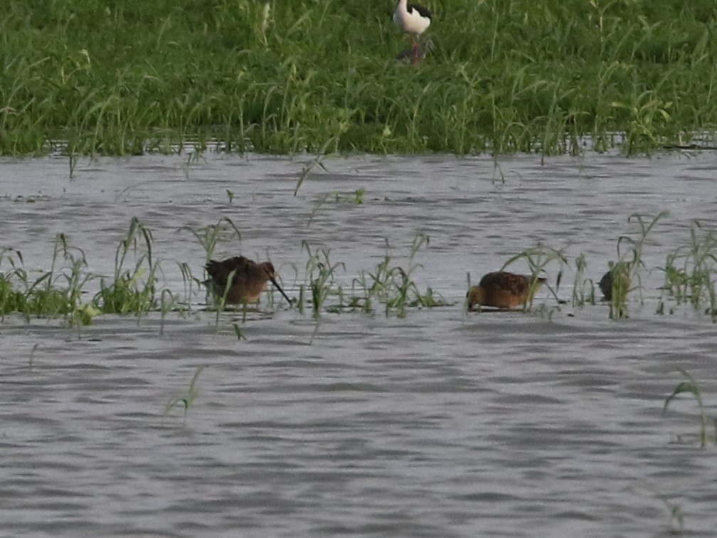 Long-billed Dowitcher - ML569028551