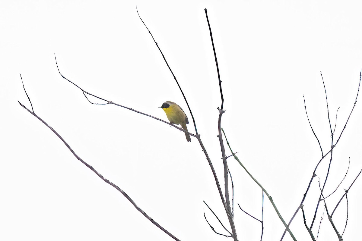 Common Yellowthroat - ML569028581