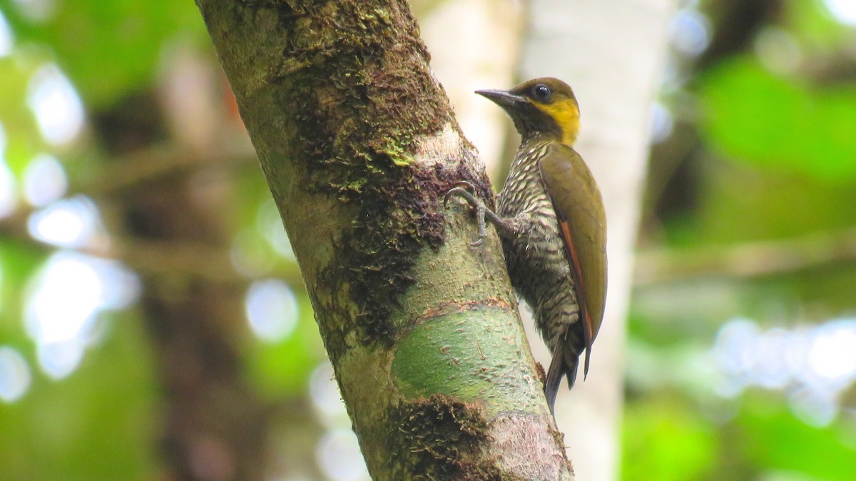 Lita Woodpecker - Tim Forrester