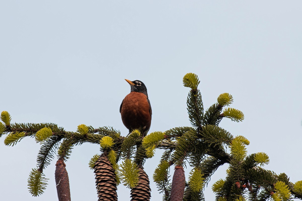 American Robin - ML569028631