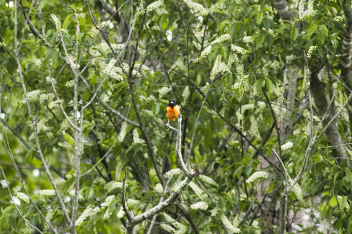 Oriole de Baltimore - ML569028671