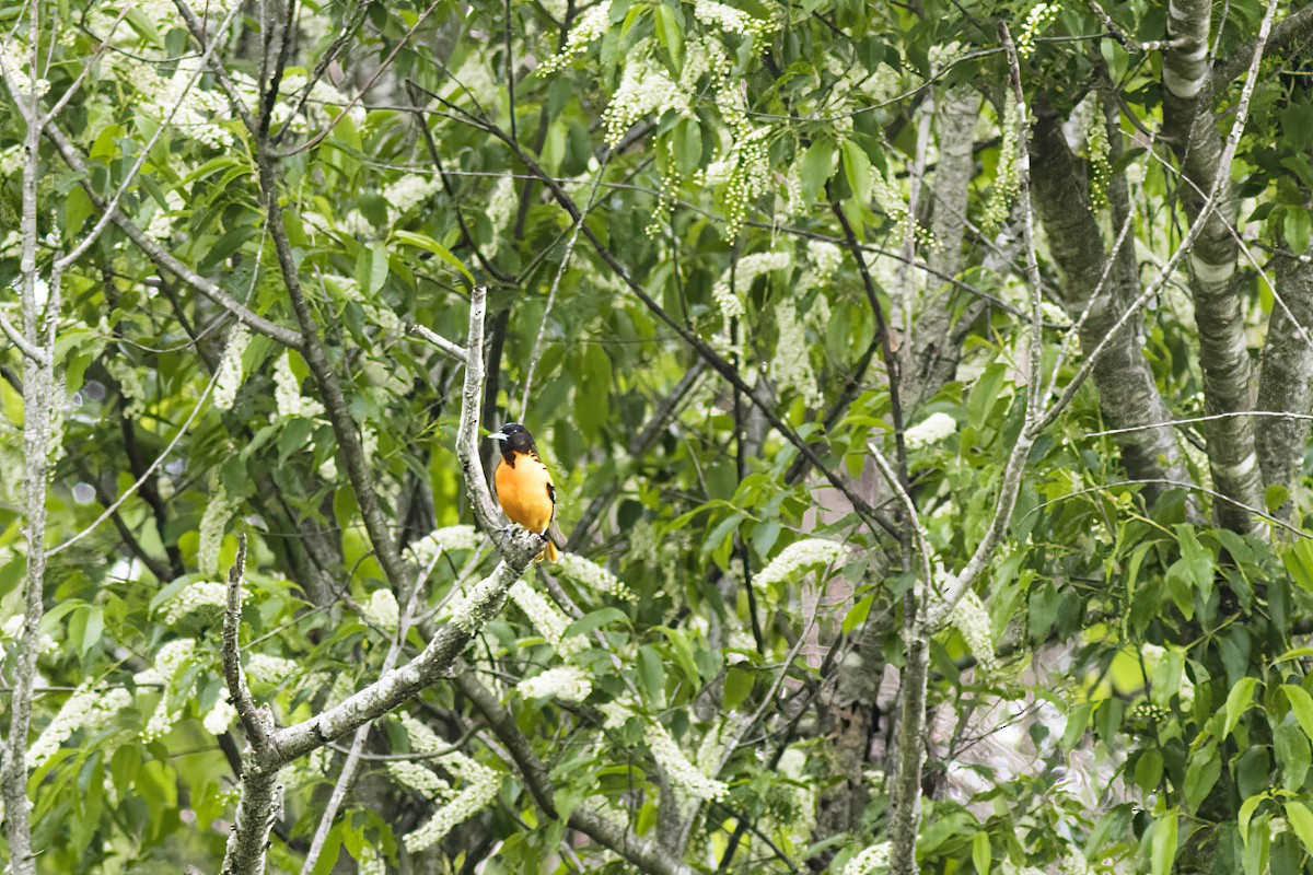 Oriole de Baltimore - ML569028681