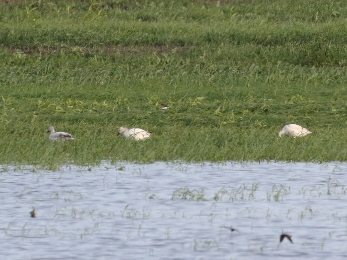 Snow Goose - Steve Calver