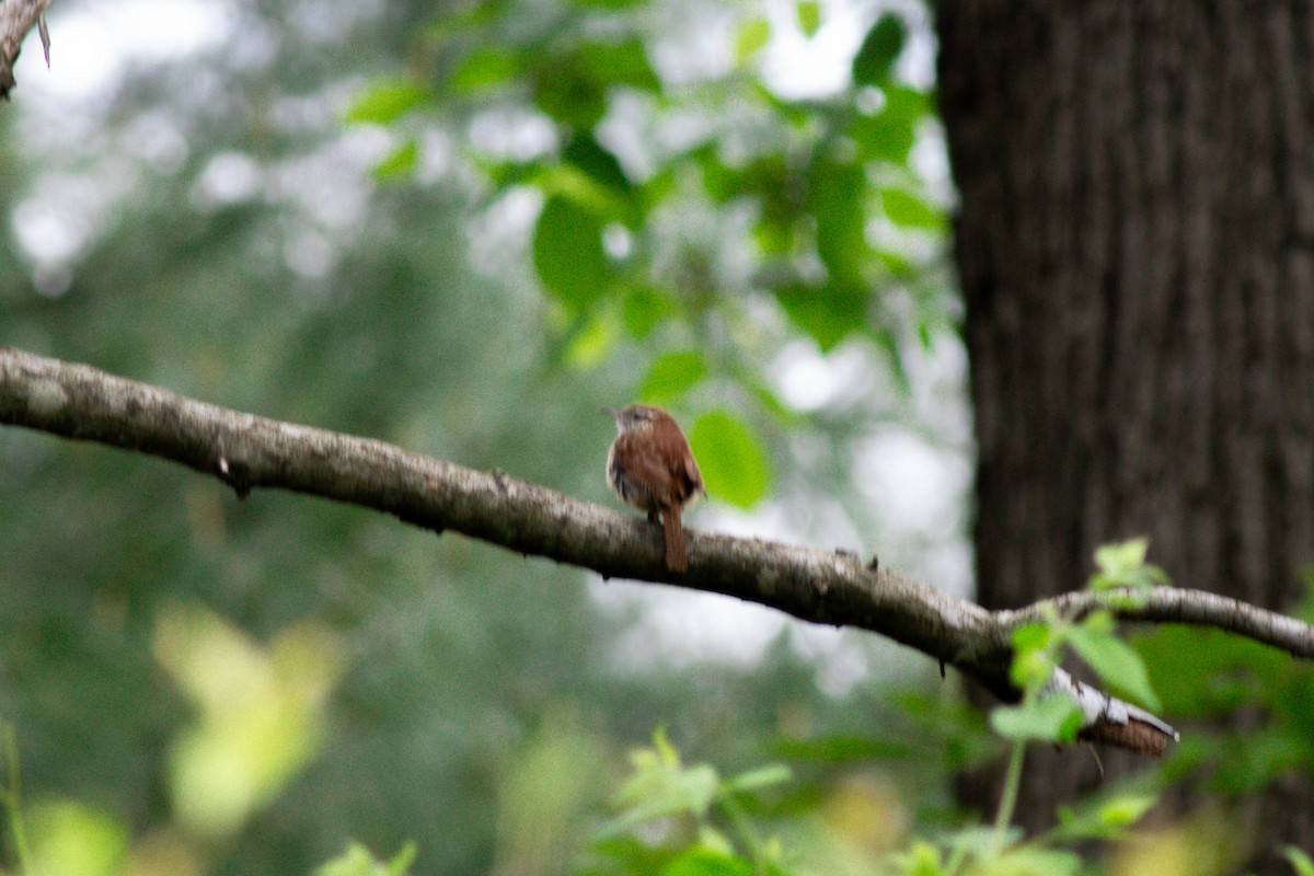 Carolina Wren - Ed Vigezzi