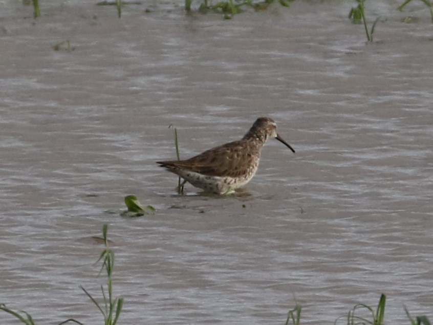 Stilt Sandpiper - ML569028921