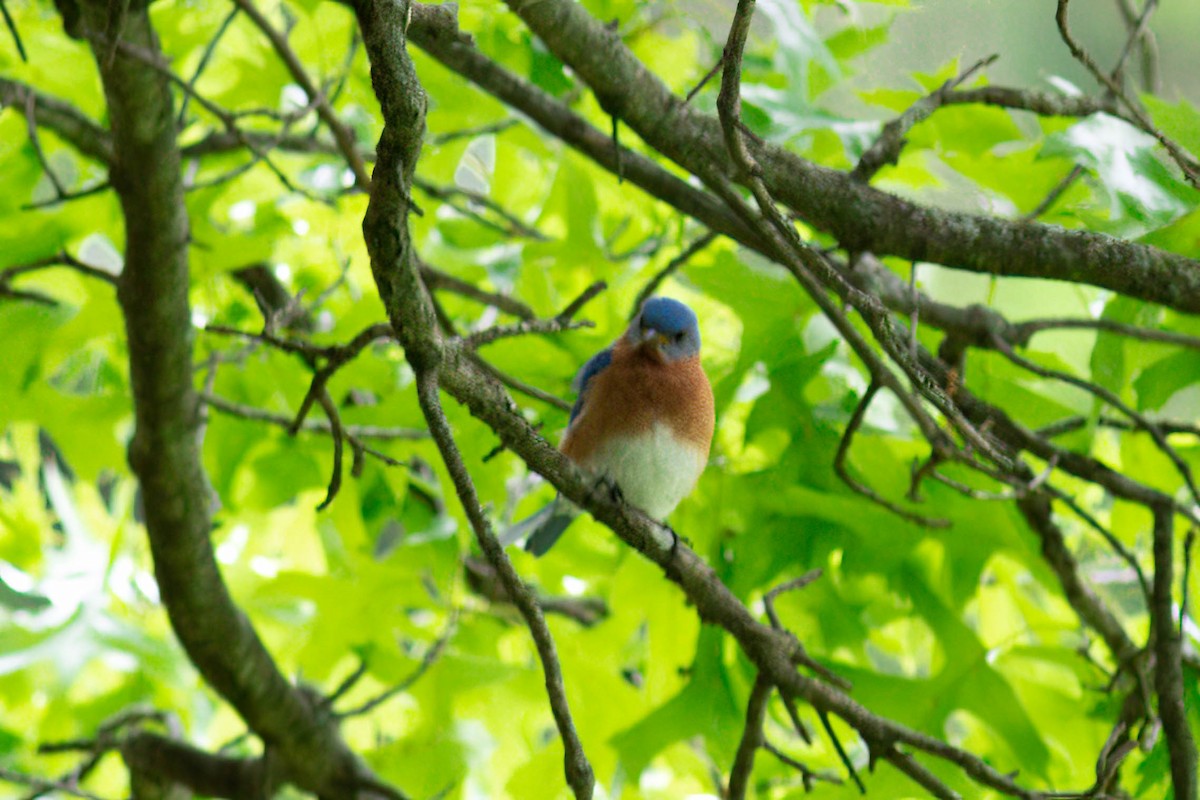 Eastern Bluebird - ML569028941