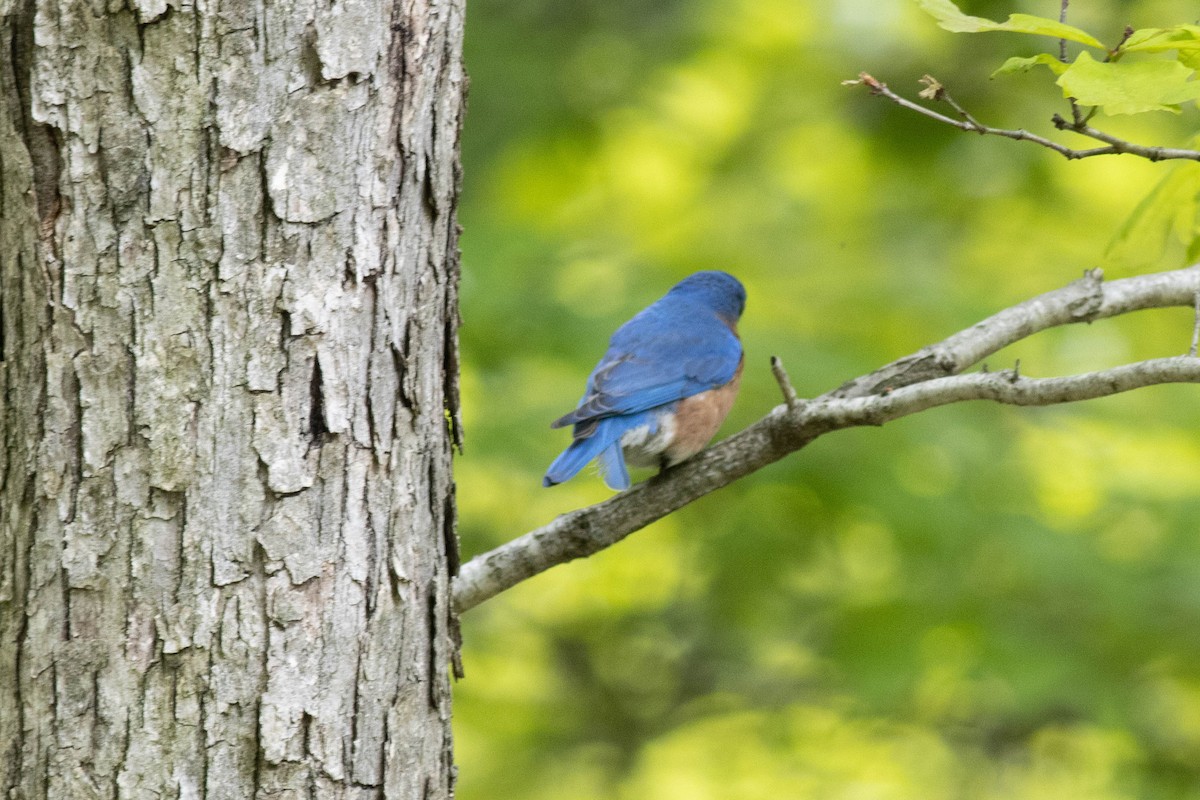 Eastern Bluebird - ML569028961