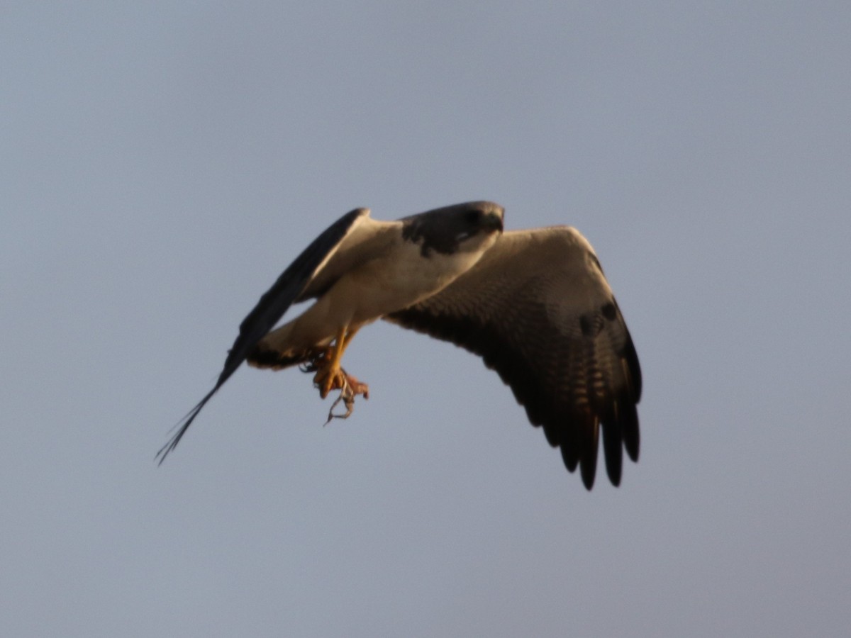 White-tailed Hawk - ML569029591
