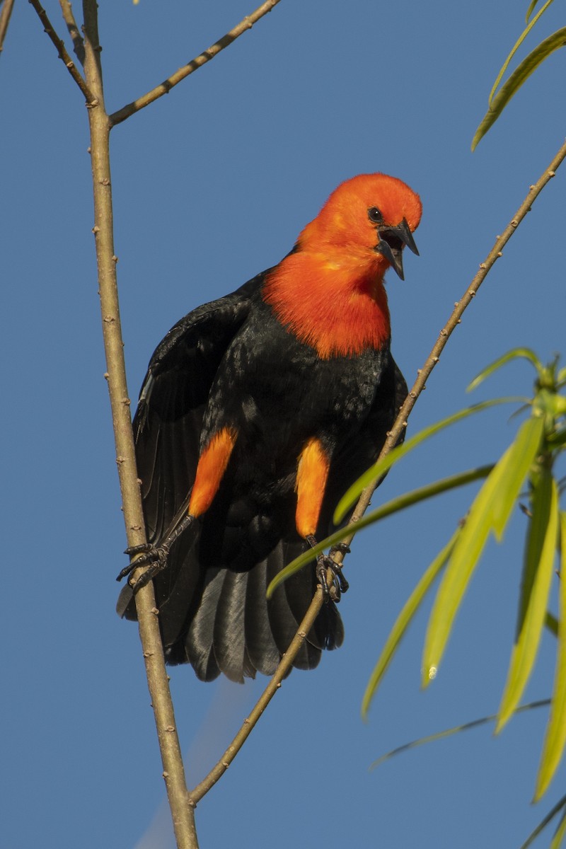 Scarlet-headed Blackbird - Andy Bowen