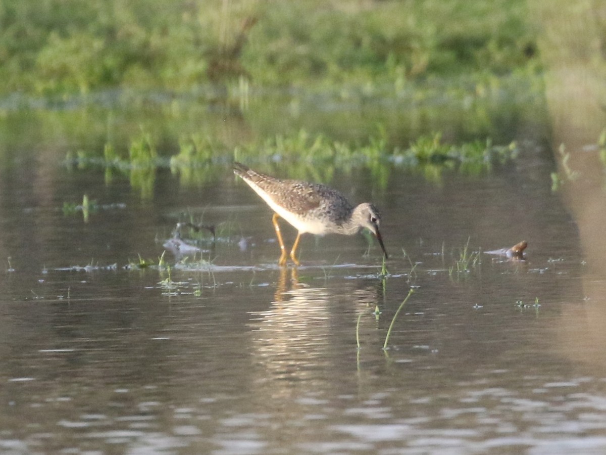 Lesser Yellowlegs - ML569029801