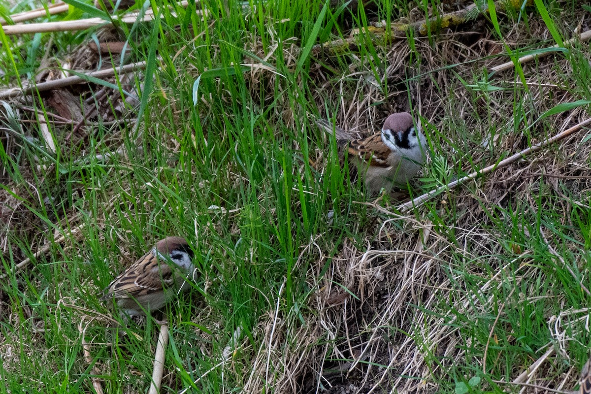 Eurasian Tree Sparrow - ML569029941