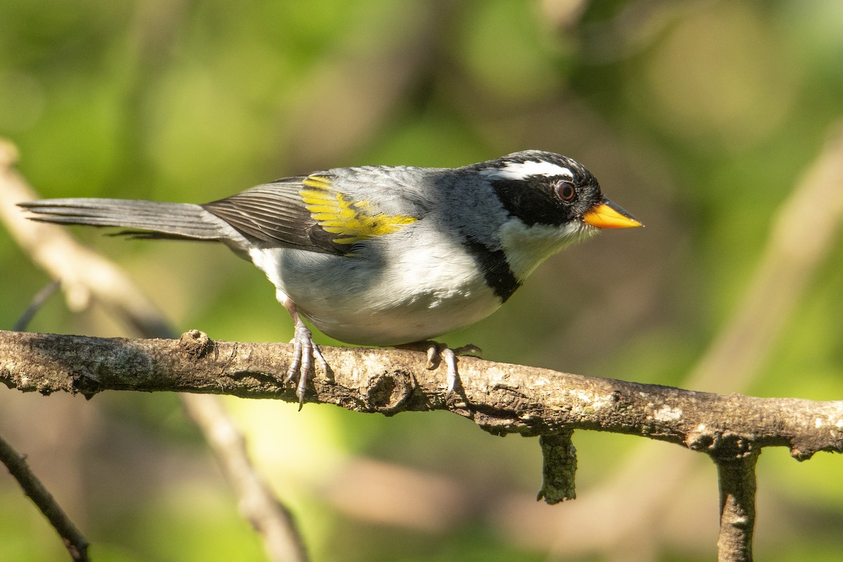 Saffron-billed Sparrow - ML569030031