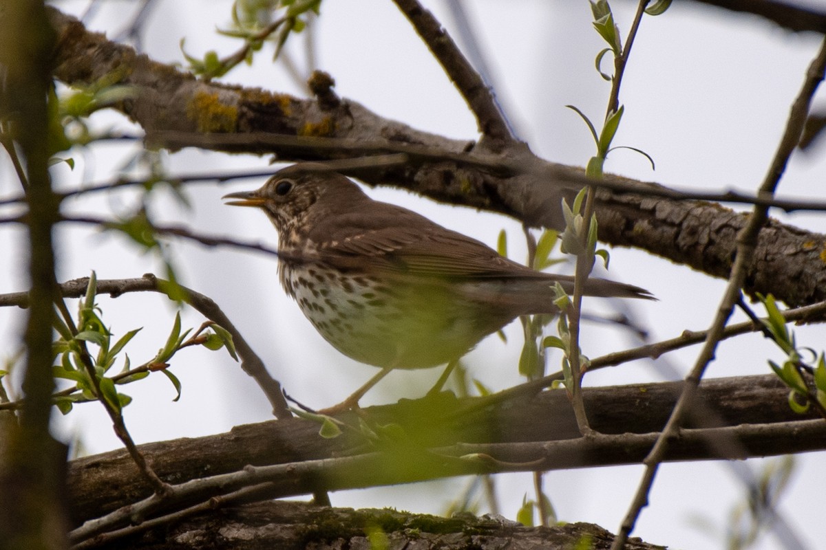 Song Thrush - Bill Tollefson