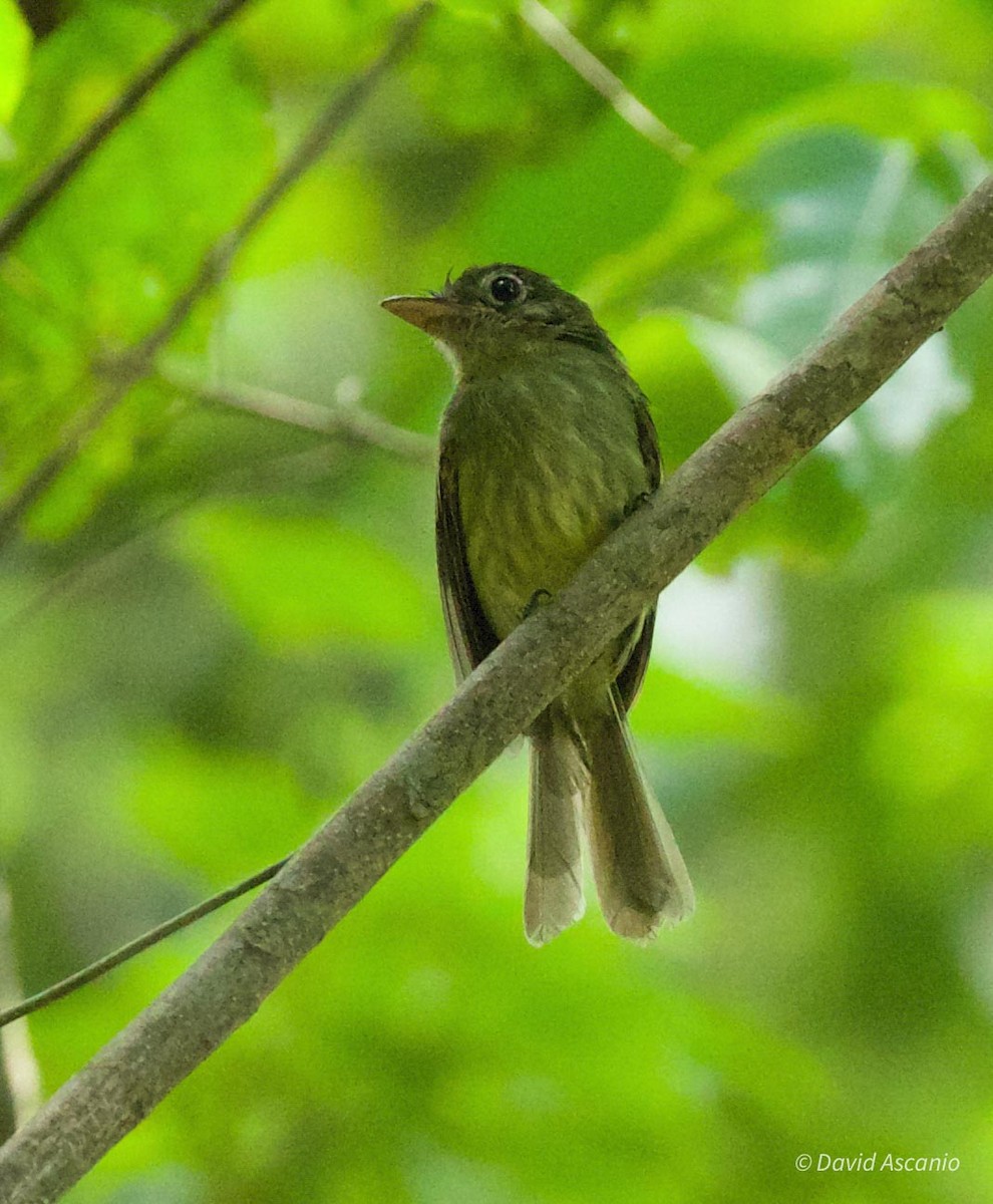 Western Olivaceous Flatbill - ML569030251