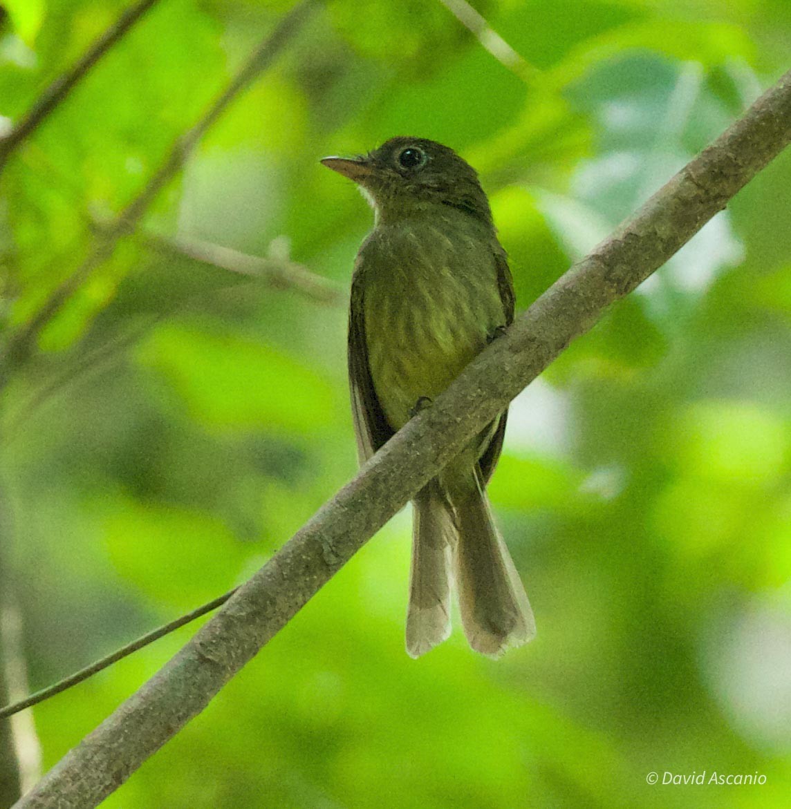 Western Olivaceous Flatbill - ML569030261