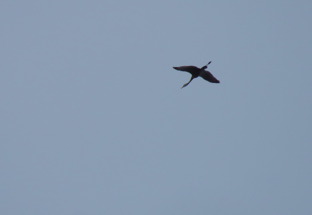 Sandhill Crane - ML569030271