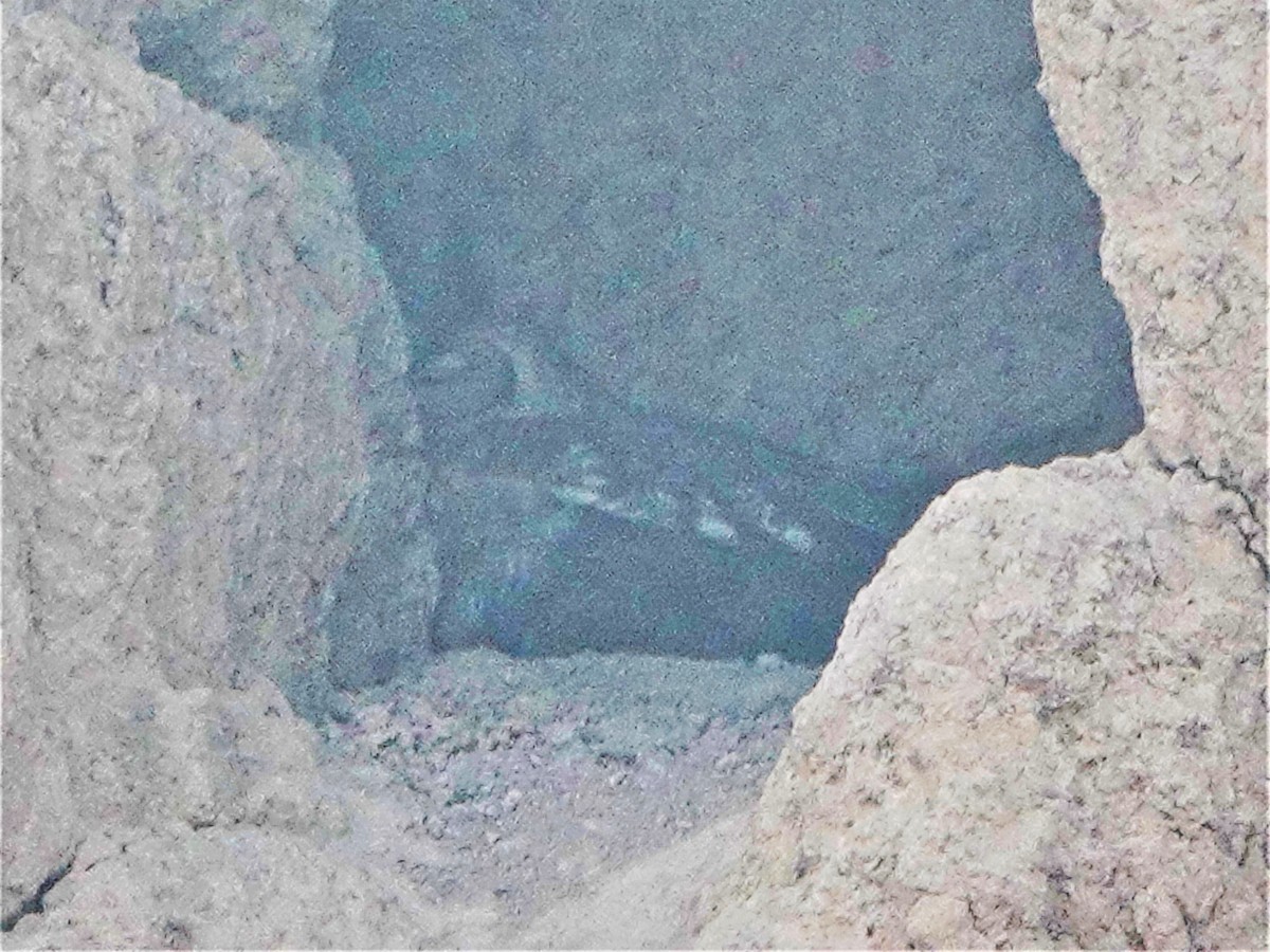 Grayish Eagle-Owl - ML569030971