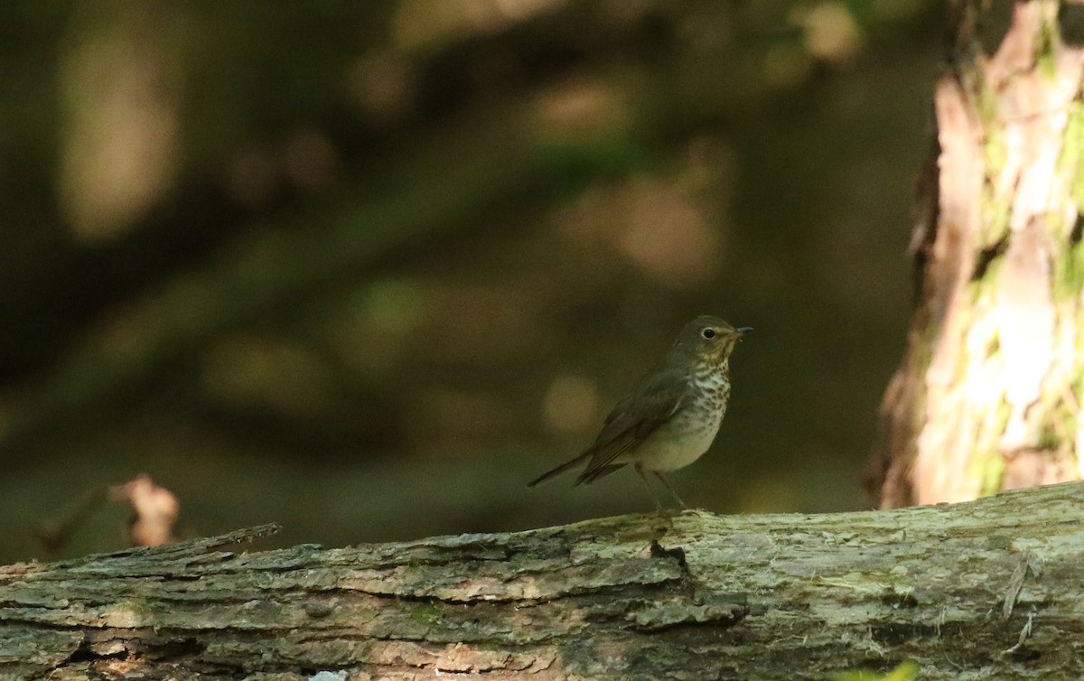 Swainson's Thrush - ML569032321