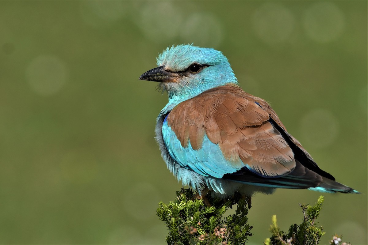 mandelík hajní - ML569033311