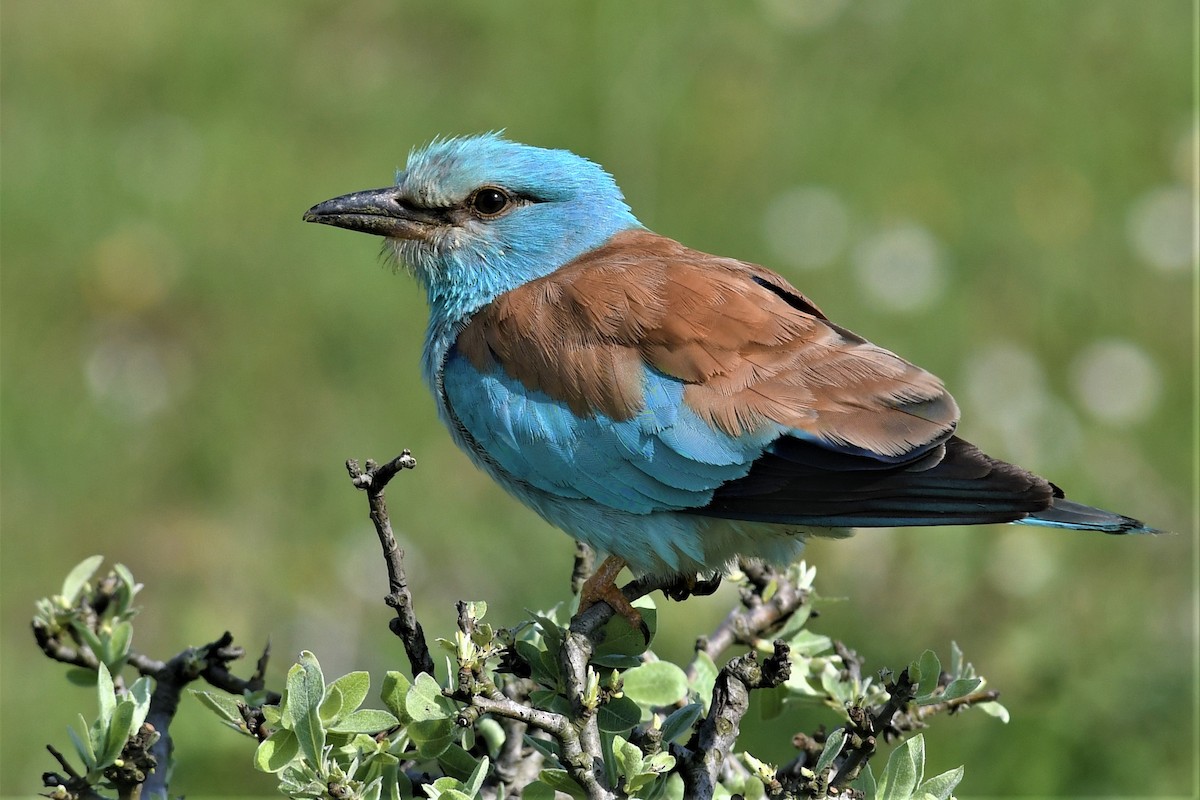 mandelík hajní - ML569033321